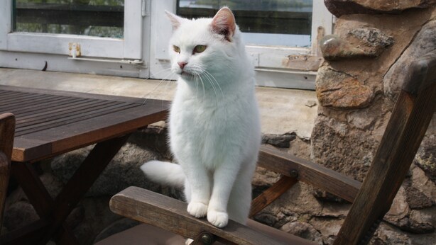 Eine weiße Katze sitzt auf einer Holzbank in der Nähe einer Steinmauer und eines Fensters.
