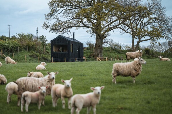 Property grounds - Woodland Hideaway on a Working Farm Near Snowdonia (Conwy)