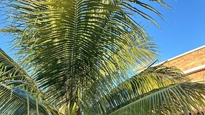 En palme med kokosnødder, en hængekøje og en betonsti, der fører til en bygning.