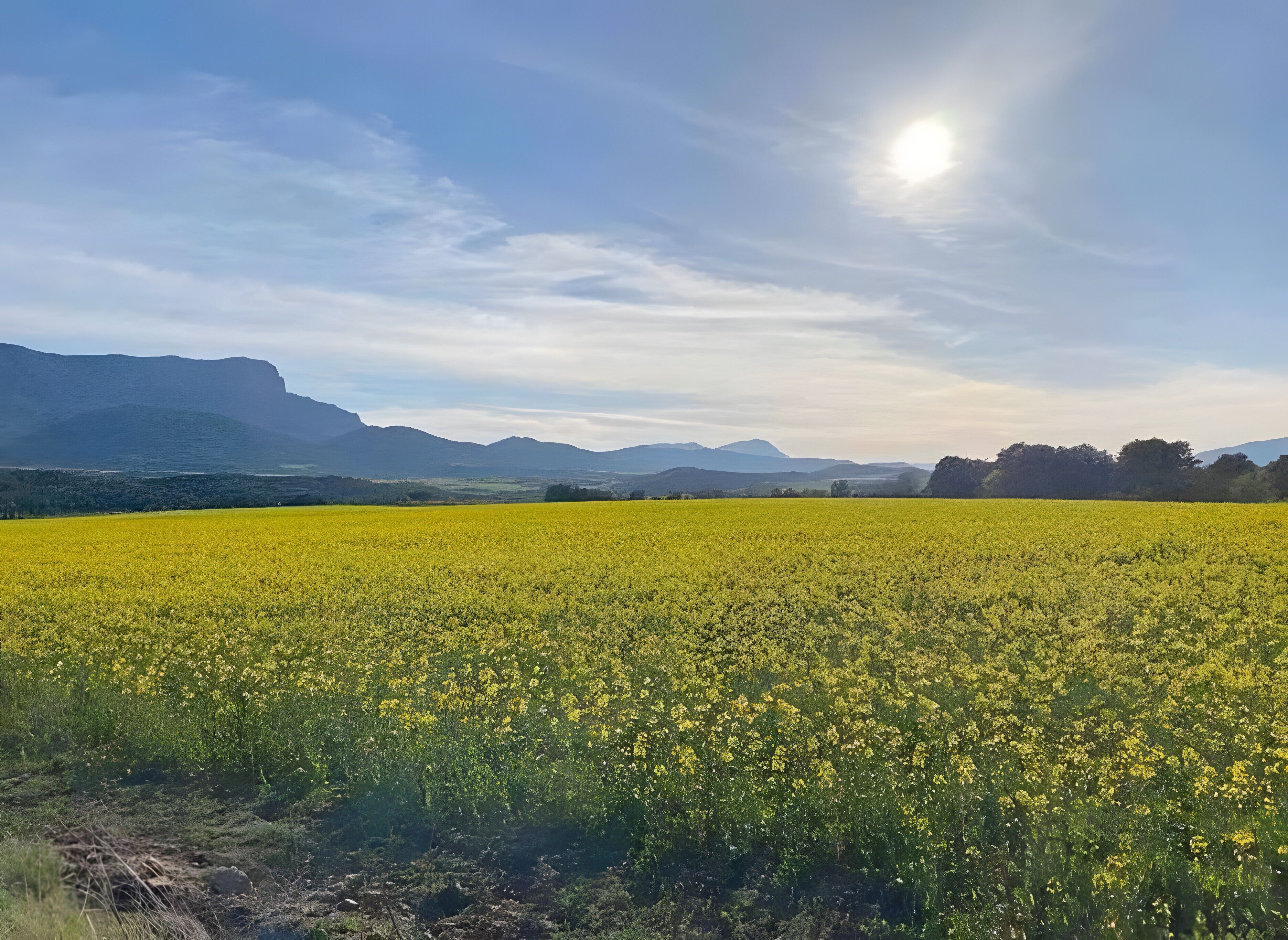 Un extenso campo de flores amarillas bajo un cielo despejado con montañas a lo lejos.