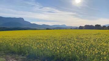 Un extenso campo de flores amarillas bajo un cielo despejado con montañas a lo lejos.