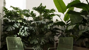 Un ensemble de chaise et de table en métal, de couleur verte, est placé dans un coin, avec de grandes plantes vertes en arrière-plan.
