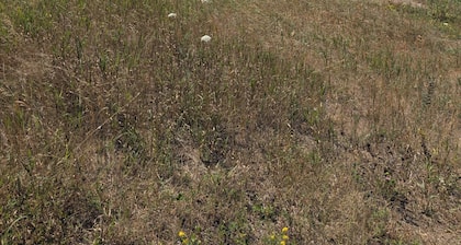 Serenity Lane Farm Stay: a trailer next to a barn full of farm animals