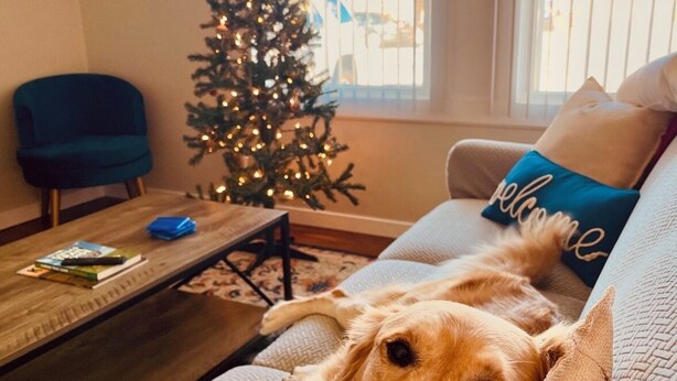 Un perro descansando sobre un sofá color crema con un árbol de Navidad al fondo.