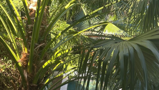 Een zwembad omringd door weelderige begroeiing en palmbomen.