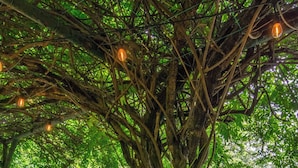 A tree with intertwined roots and hanging lights in a lush green forest.
