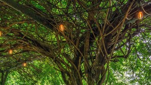 A tree with intertwined roots and hanging lights in a lush green forest. - Stone & Timber Studio Into the Woods Near Downtown (Hendersonville)