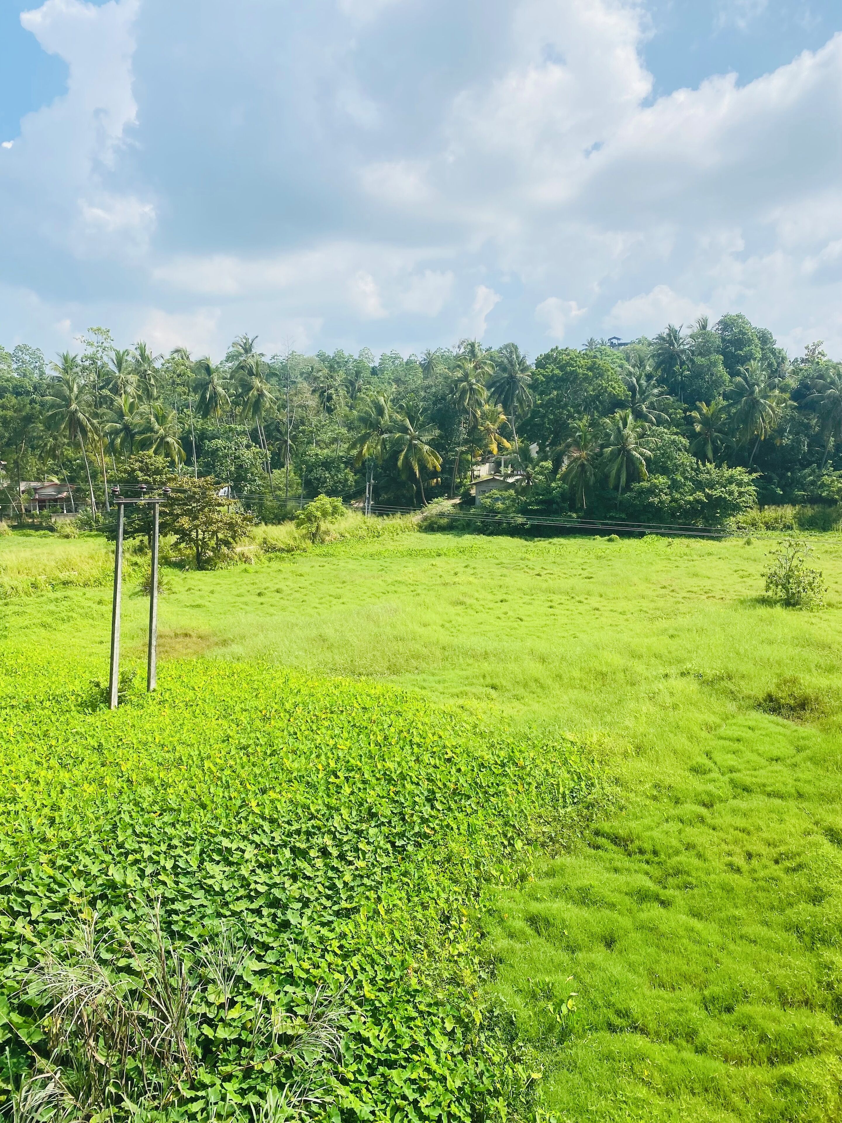 A lush green field with a few trees and a clear sky.