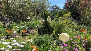 Ein Garten mit verschiedenen Pflanzen und Blumen, darunter ein Kaktus und ein großer gelber Ballon.