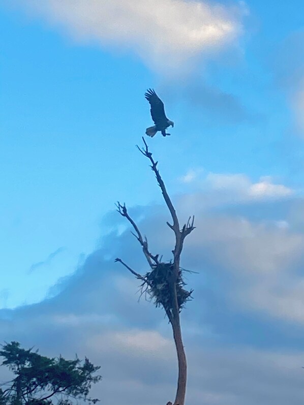 A bird perched on a tree branch with a nest.