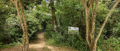 A dirt path leading through a dense forest with a sign prohibiting jogging, cycling, or walking.
