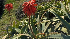 A garden with red flowers and aloe plants, a fence, and a view of the ocean. - The Villino ai Tre Ponti (Sanremo)