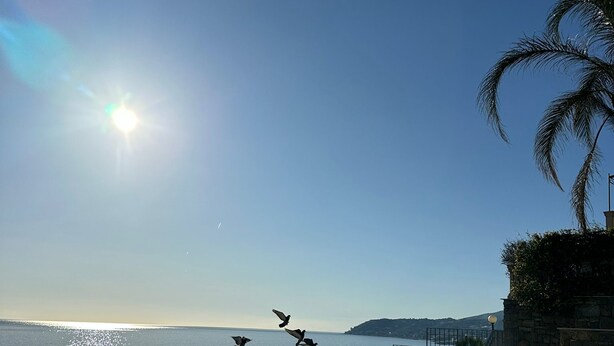 An infinity pool with a clear view of the sea and a palm tree. - The Villino ai Tre Ponti (Sanremo)