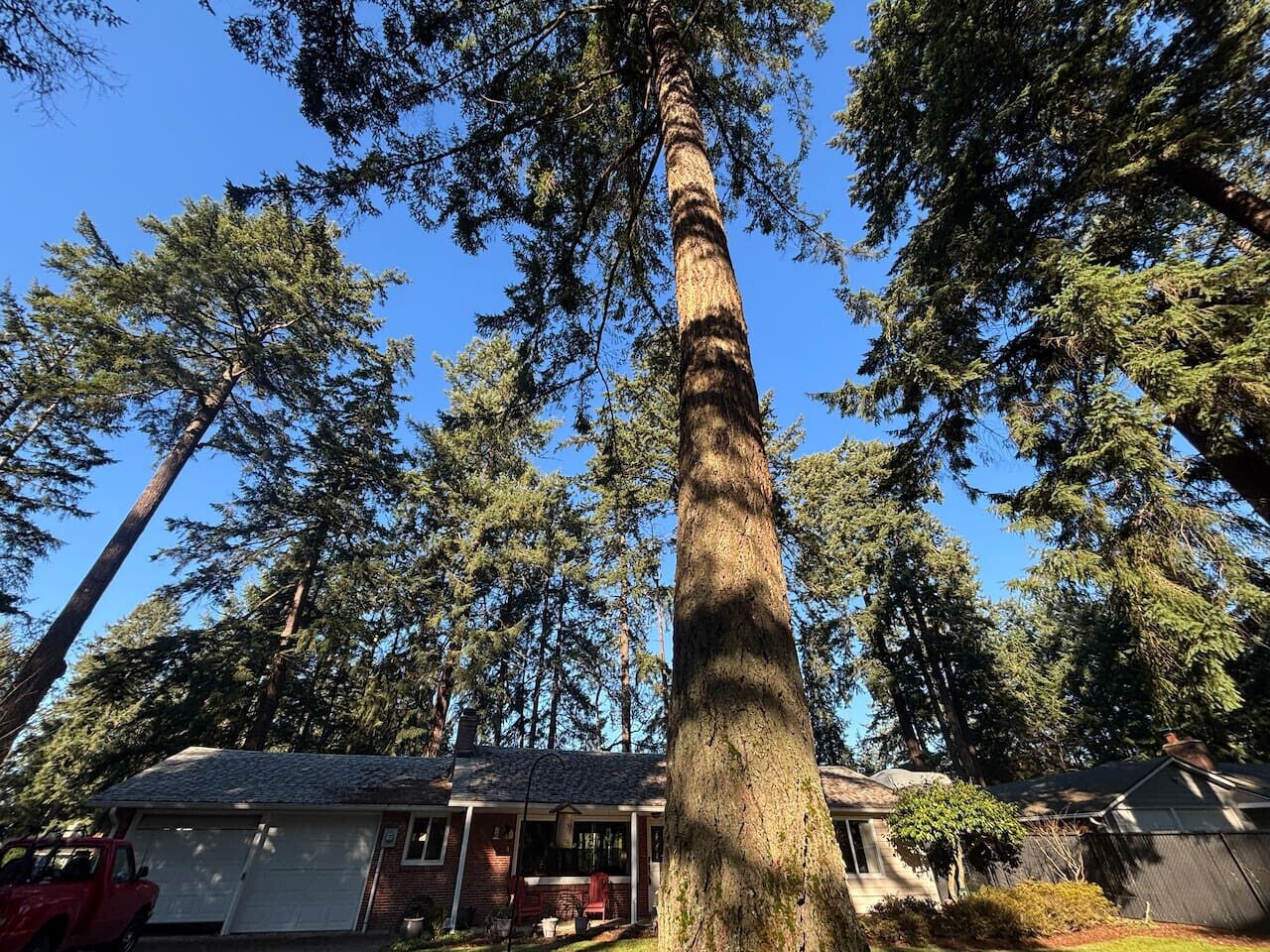 Un grand arbre se dresse devant une maison dotée d’un porche et d’un garage.