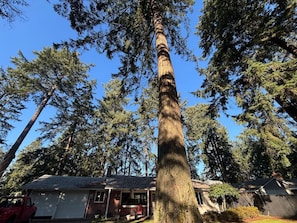 Un árbol alto frente a una casa con porche y garaje.