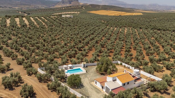 An olive grove with a swimming pool and a white building with a red roof. - Lovely home in Archidona with private swimming pool, can be inside or outside (Archidona)