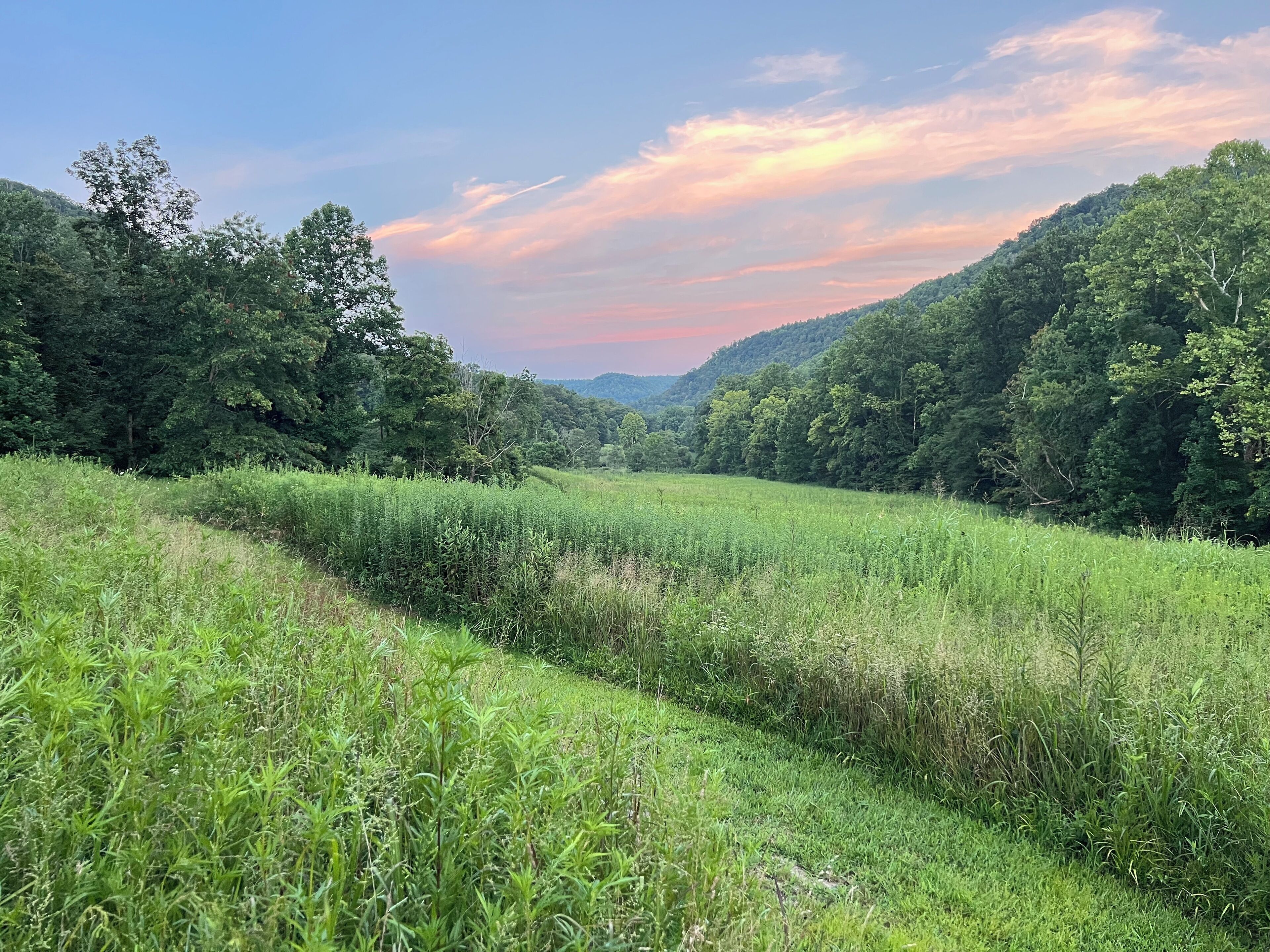 A lush green landscape with a field and dense trees.