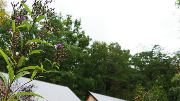 A rustic wooden barn with a metal roof, surrounded by lush greenery and purple flowers.