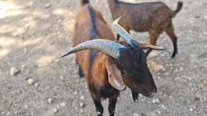 A goat with prominent horns standing on a gravel surface. - Wohnung Nr. 4 (Mühlheim am Main)