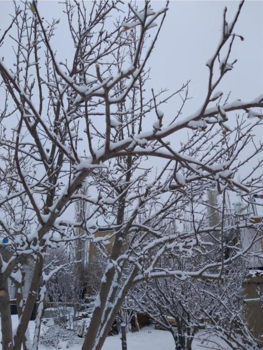 A snow-covered landscape with bare trees and a building in the background.