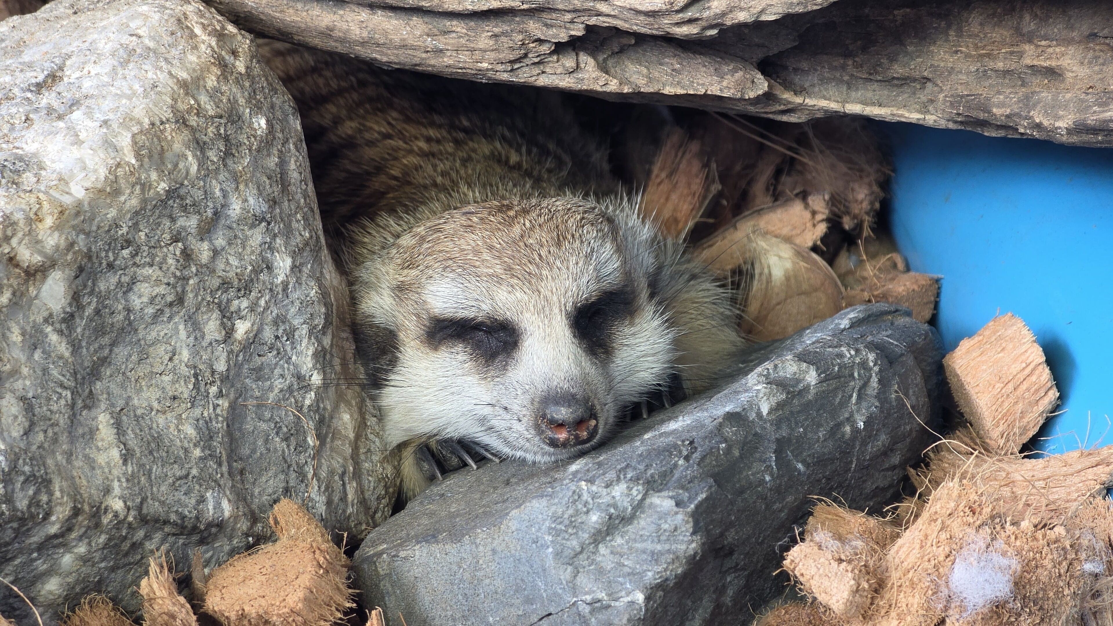 A meerkat peeking out from a rocky enclosure with a blue background.