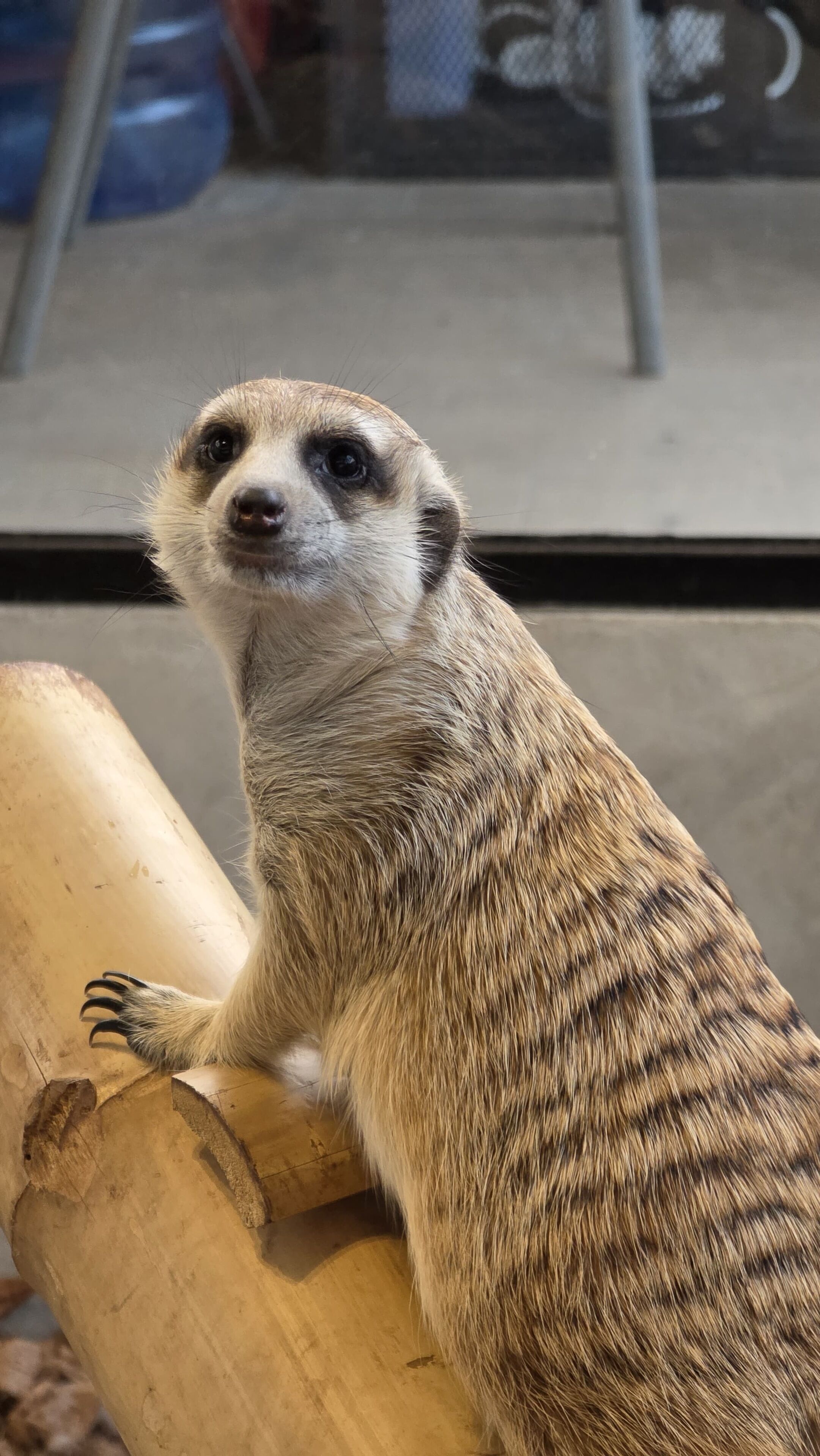 A meerkat standing on a wooden structure.