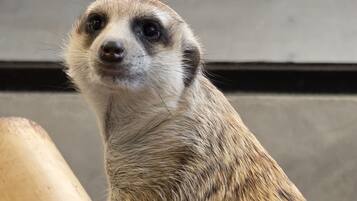 A meerkat standing on a wooden structure.