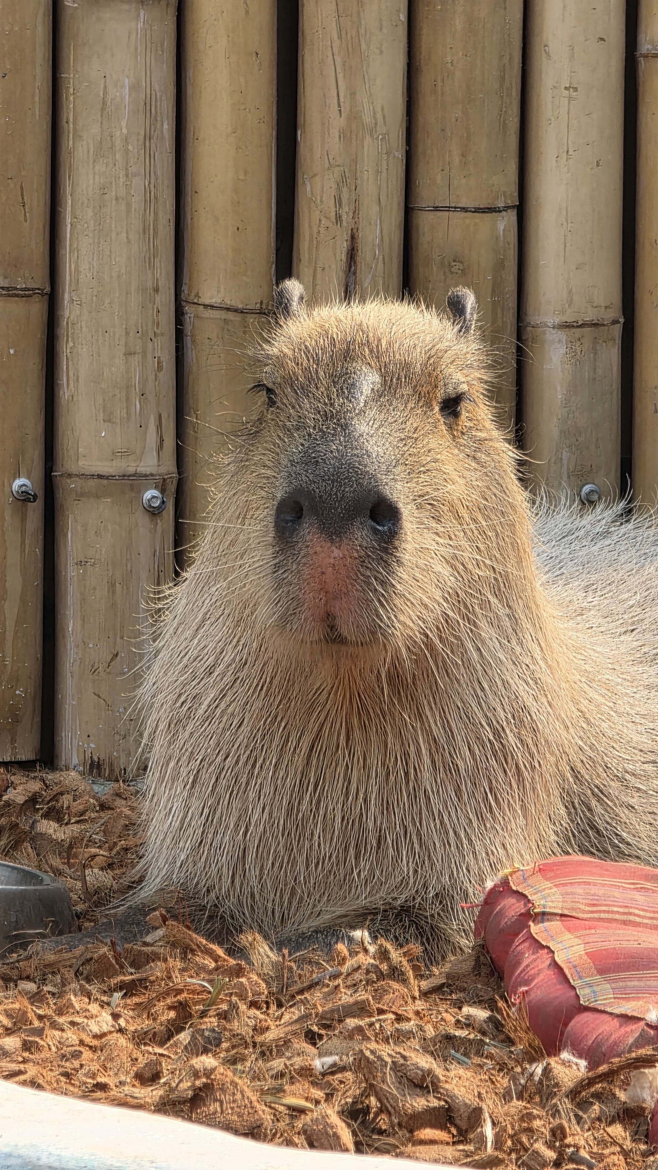 Una capibara descansando sobre paja con una cerca de bambú al fondo.