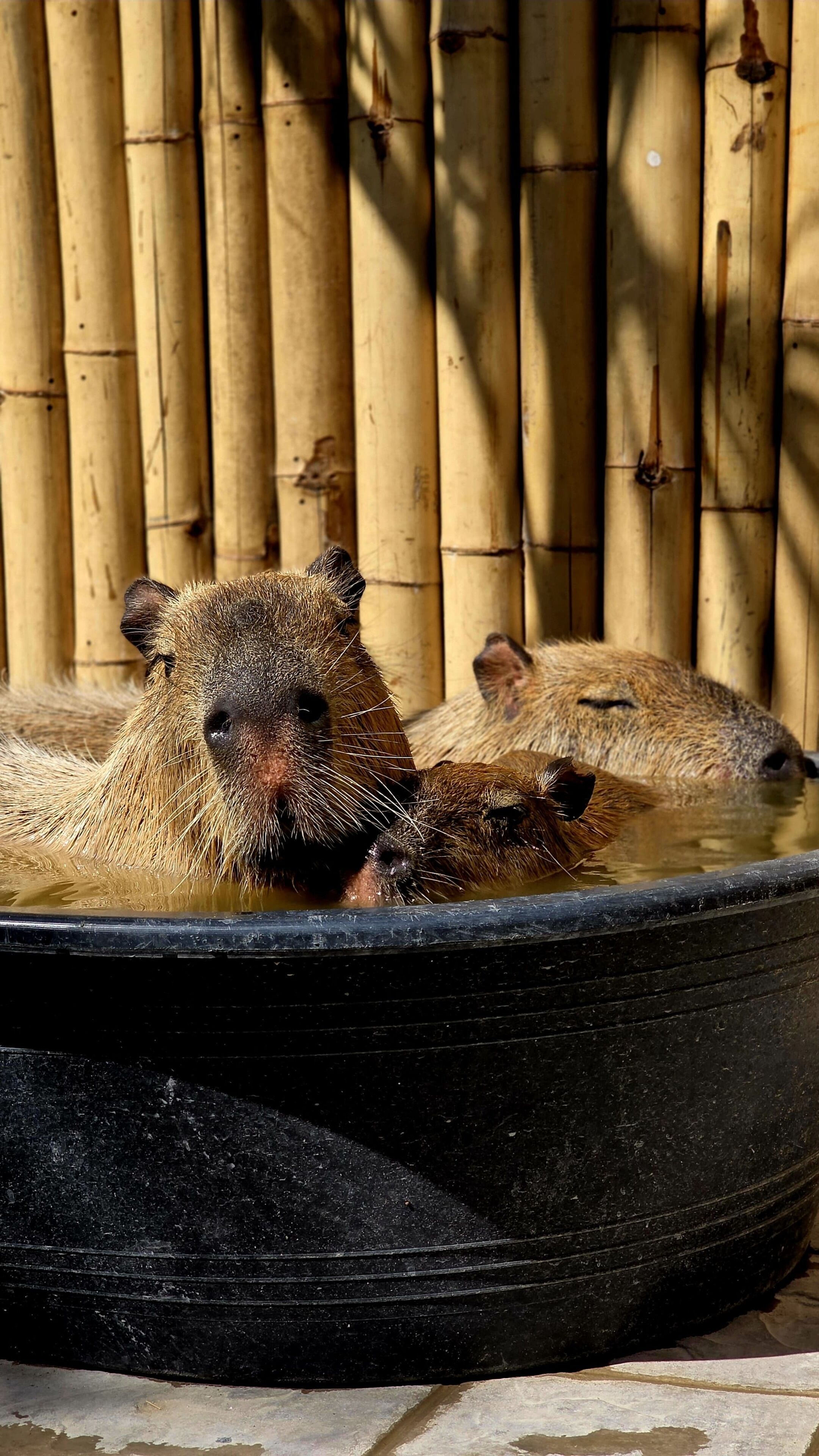 Ein großer schwarzer Becken, in dem zwei Capybaras teilweise untergetaucht sind, umgeben von Bambuswänden.