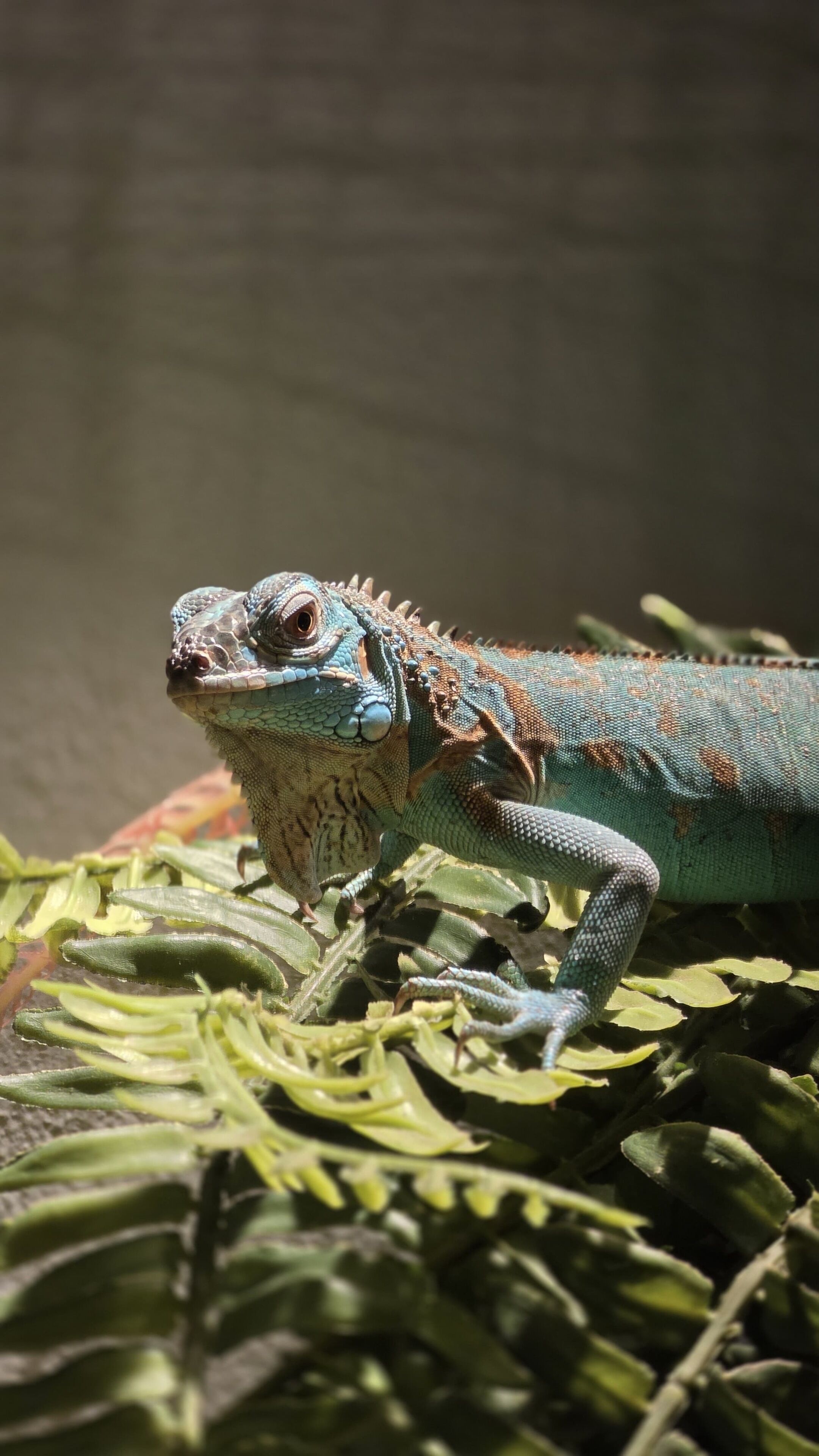 Un reptile sur une plante.