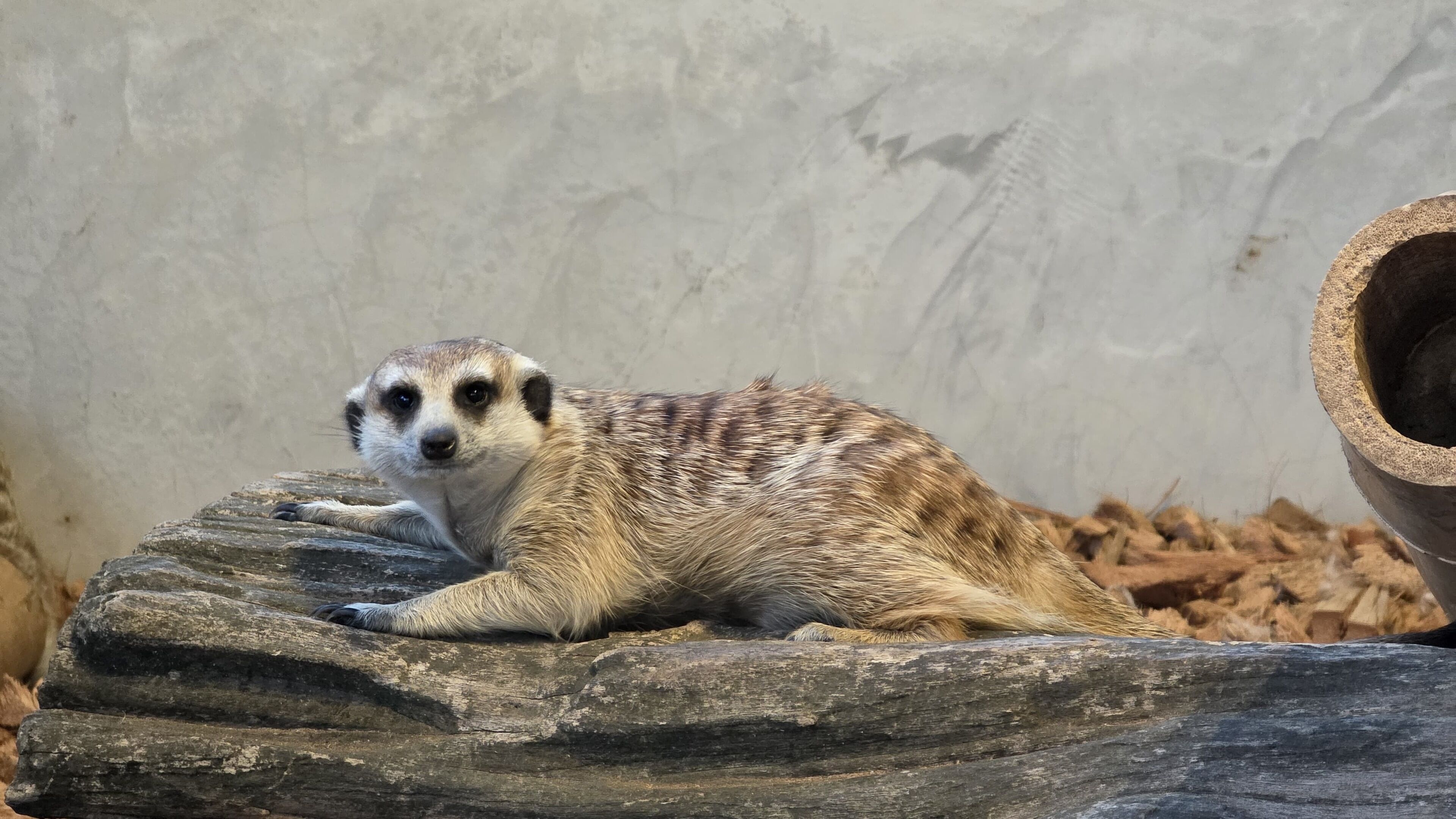 A meerkat lying on a rock with a plain wall in the background.