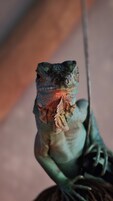 Primer plano de un lagarto con piel texturizada y una cola en forma de gancho, sostenido por una persona.