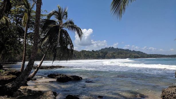 Unclassified image, 1 of 38, button - Caribbean Alchemy Cocles Beach (Cahuita)