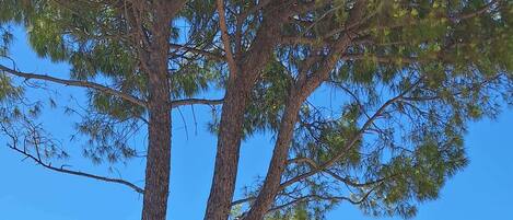 Overnatningsstedets område