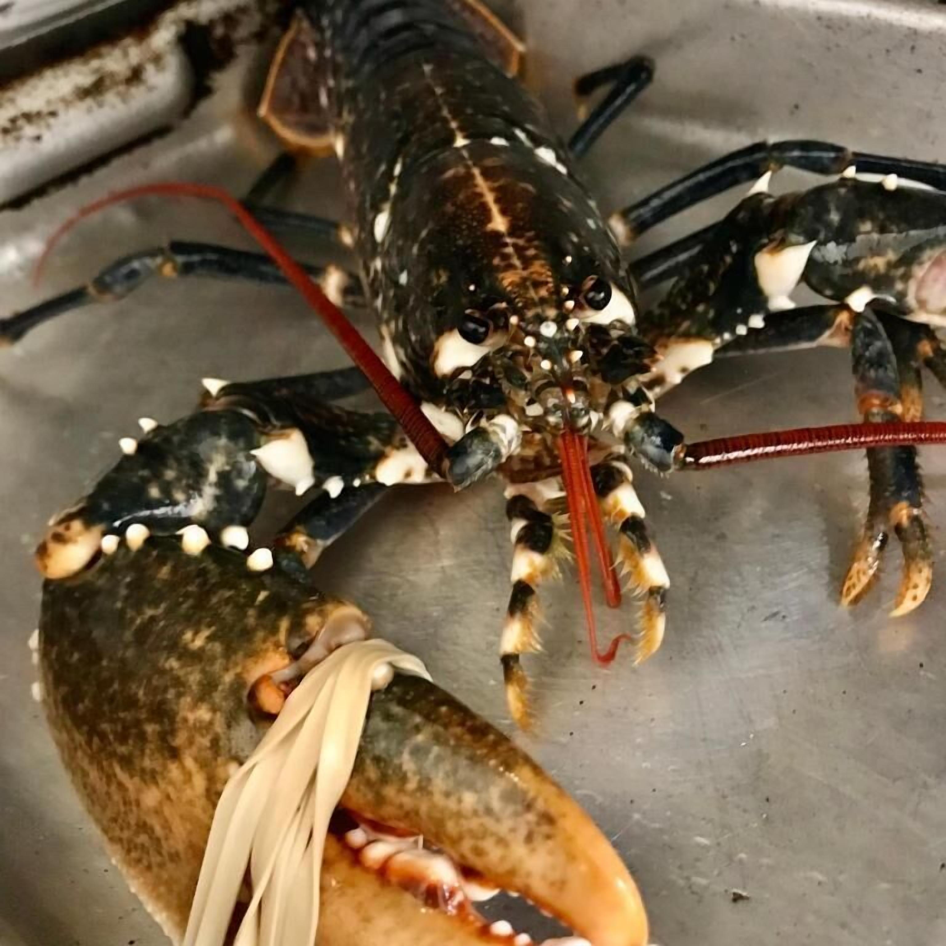 A lobster in a metal container.