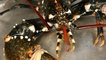 A lobster in a metal container.
