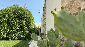 Una planta de cactus a una jardineria al costat d'un edifici.