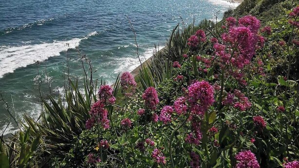 Un paisaje costero con una playa, olas del océano y flores rosadas en primer plano.