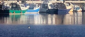 Stunning views of Whitby Habour