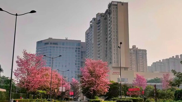 Ett modernt stadsområde med höga byggnader, en välskött park med rosa blommande träd och en klar himmel.
