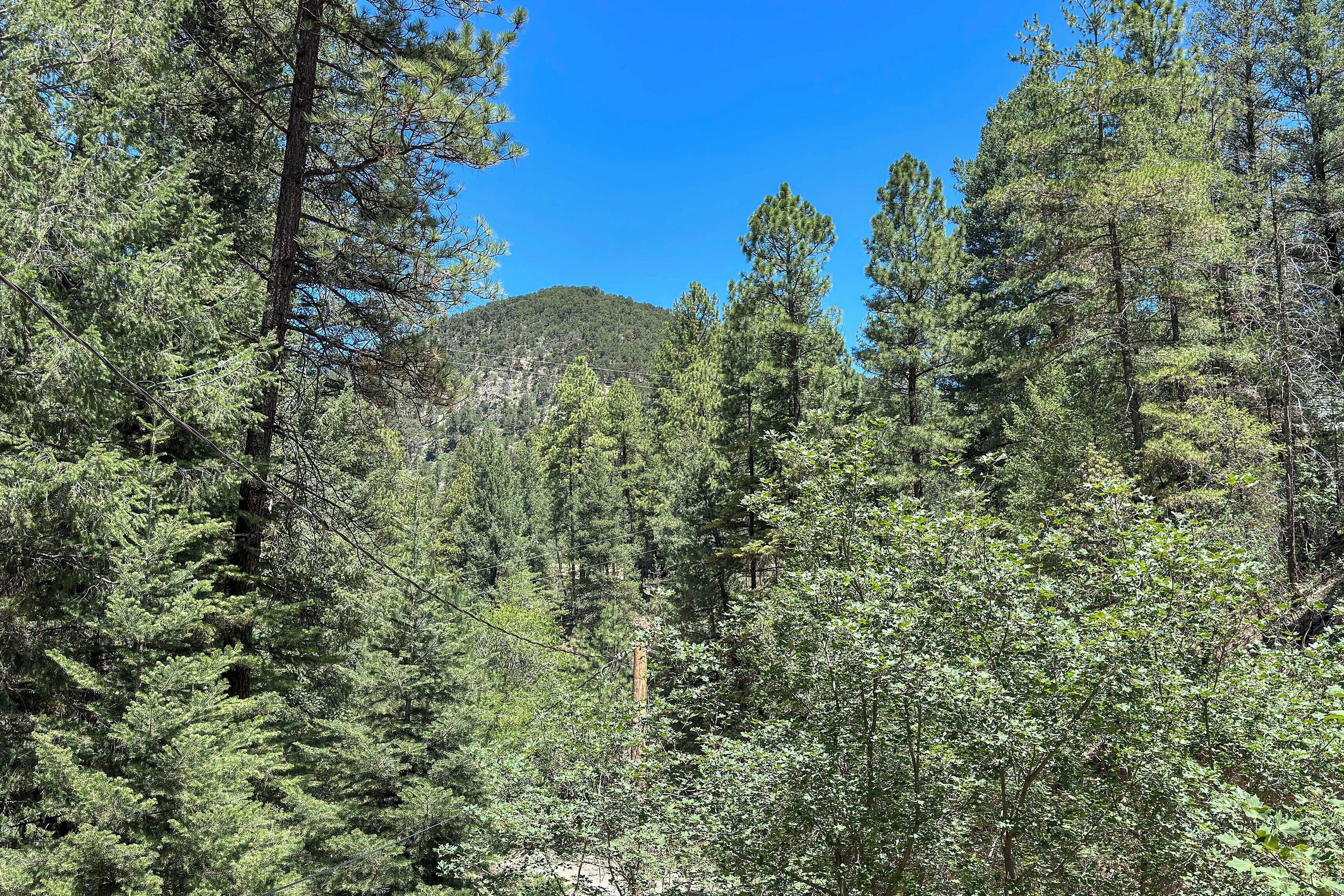 A dense forest with tall trees and a mountain in the background.