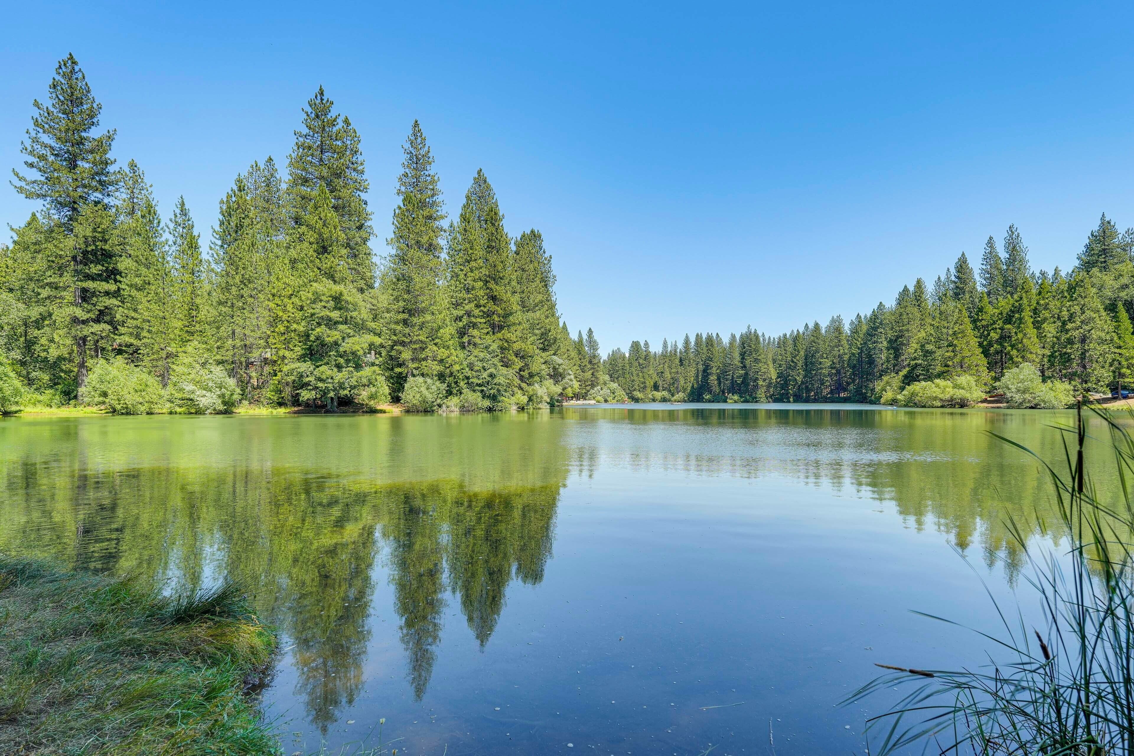 A calm lake surrounded by dense green trees under a clear blue sky.