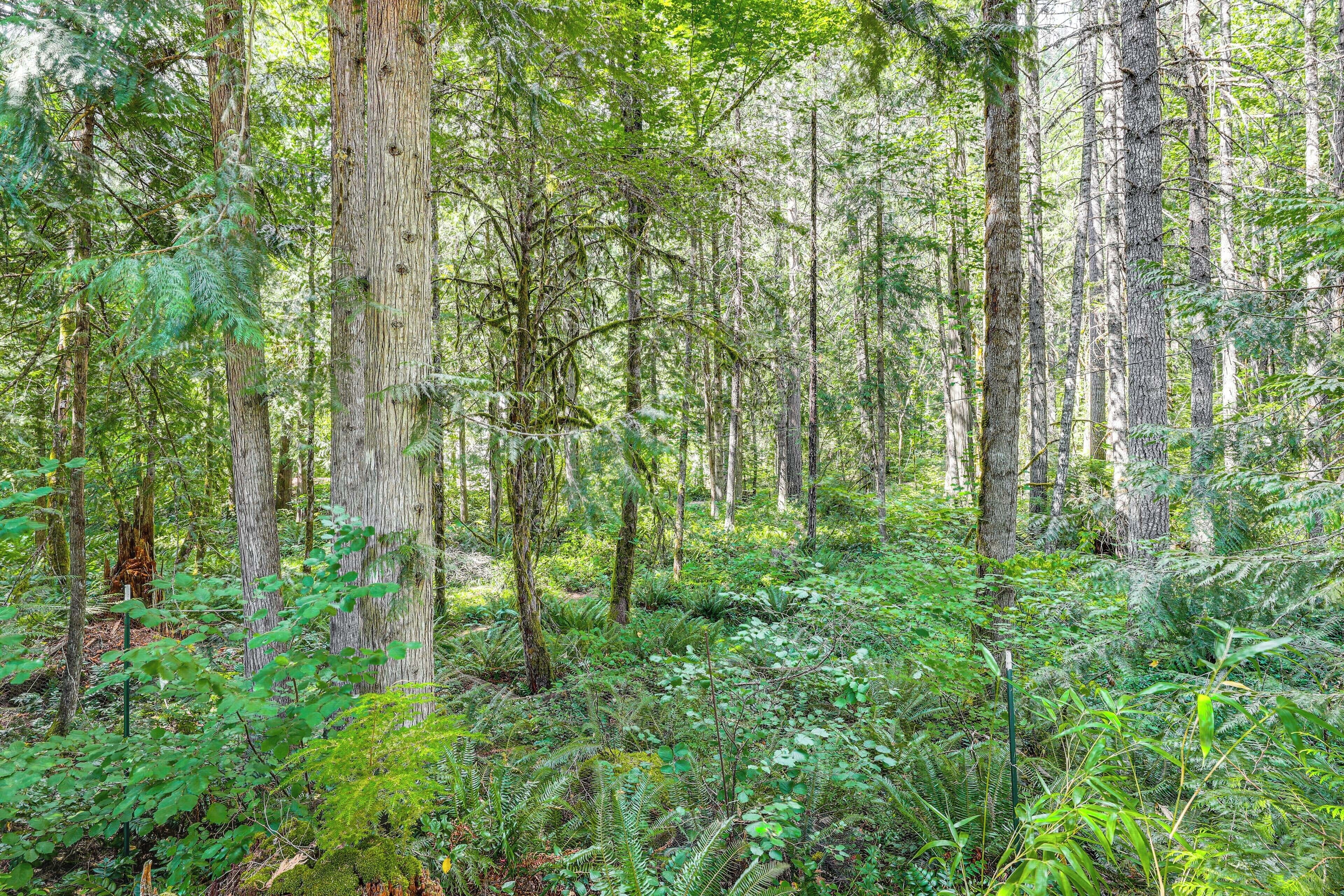 Een dicht bos met hoge bomen en weelderige beplanting.