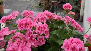 A courtyard with a tree, potted plants, a wooden bench, and a pizza oven. - Cozy vacation apartment Buttermarkt in Linz am Rhein (Linz am Rhein)
