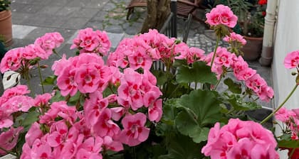 Cozy vacation apartment Buttermarkt in Linz am Rhein