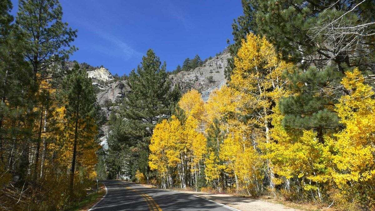 Une route bordée d’arbres aux feuilles jaunes, qui mène vers une montagne rocheuse.