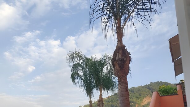 Ein überdachter Außenbereich mit Sitzgelegenheit, einer Palme, einer Treppe und Blick auf einen Hügel.