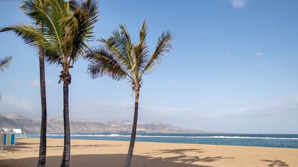 A beach with palm trees, a clear sky, and a distant mountain range.