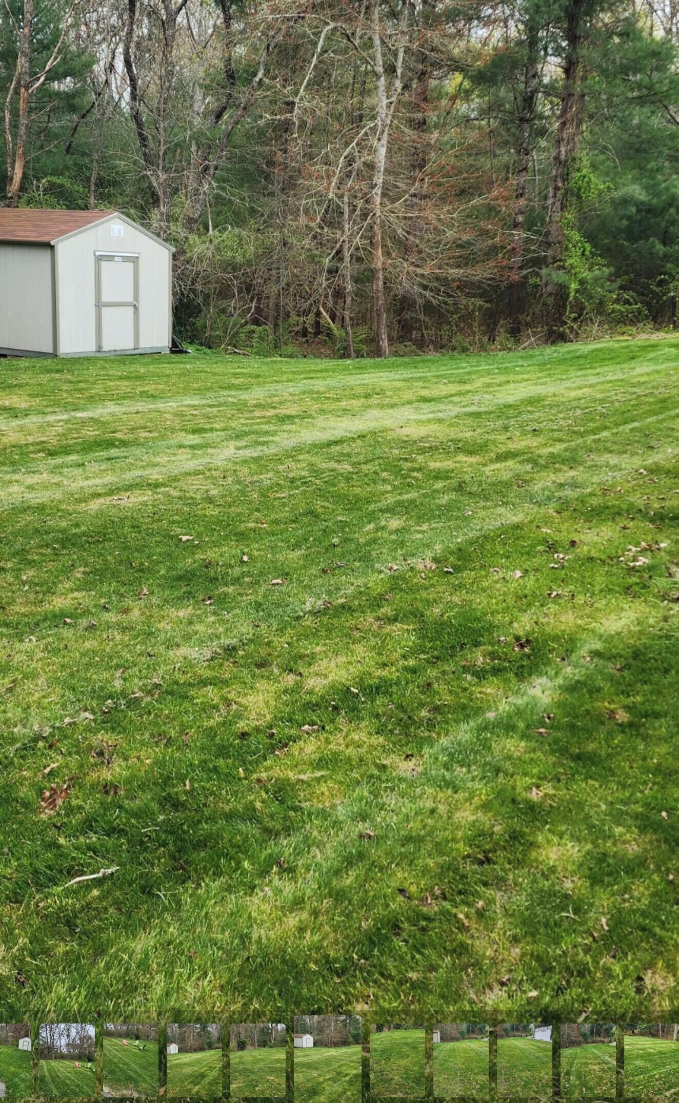 Une cour verdoyante avec un abri de jardin et des arbres.