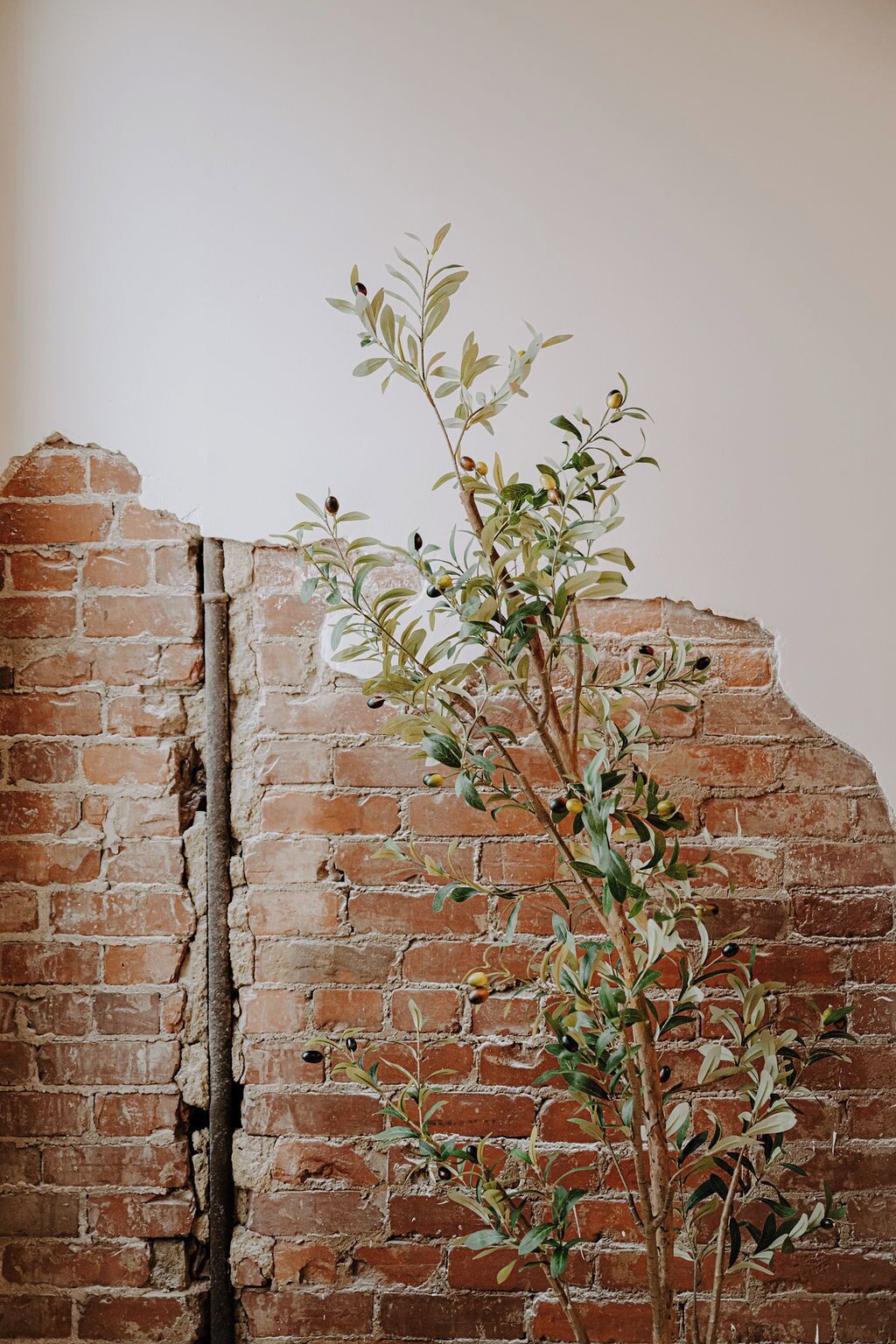 A plant with green leaves and small fruits against a brick wall.
